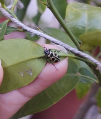 Astylus atromaculatus
