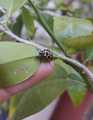 Astylus atromaculatus