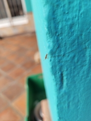 Neortholomus