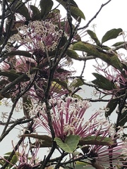 Clerodendrum quadriloculare