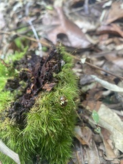 Iphiclus flavosignatus