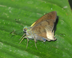 Astraptes latimargo