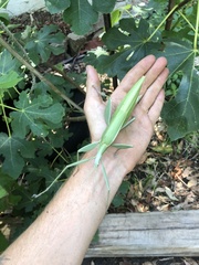 Tropidoderus childrenii