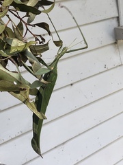 Tropidoderus childrenii