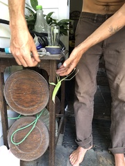 Tropidoderus childrenii