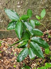 Cinnamomum kotoense