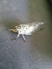 Amphipsalta