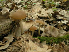Psathyrella spadiceogrisea
