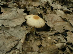 Psathyrella spadiceogrisea