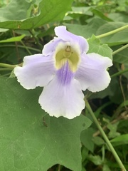 Thunbergia laurifolia