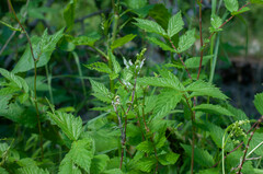 Podosphaera filipendulae