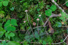 Mycena sanguinolenta