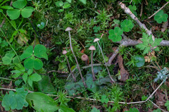 Mycena sanguinolenta