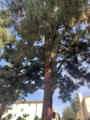 Pinus canariensis