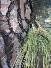 Pinus canariensis