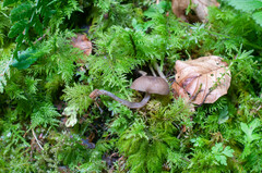 Hydropus marginellus