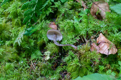 Hydropus marginellus