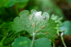 Puccinia chrysosplenii