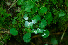 Puccinia chrysosplenii
