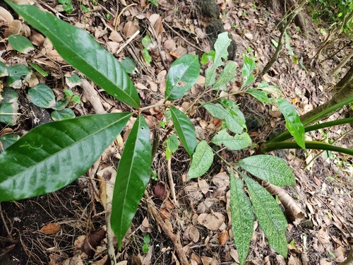 Aglaia rimosa (Aglaia rimosa)