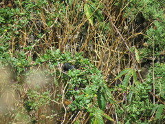 Diglossa carbonaria
