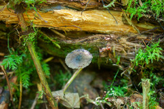 Hydropus marginellus