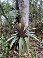 Vriesea bituminosa