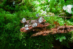 Hydropus marginellus