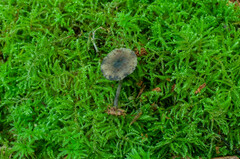 Hydropus marginellus