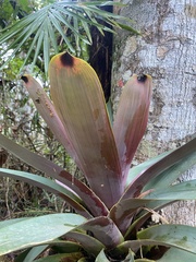 Vriesea bituminosa