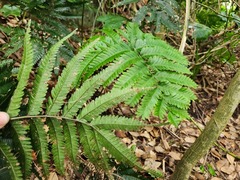 Pteris minor