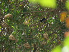 Diglossa carbonaria