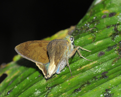 Astraptes latimargo