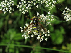 Spilomyia diophthalma