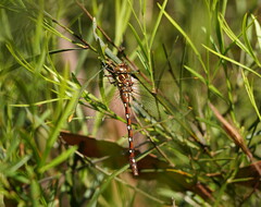 Austroaeschna pulchra