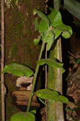 Moquiniastrum polymorphum