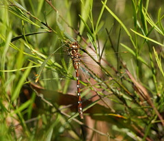 Austroaeschna pulchra
