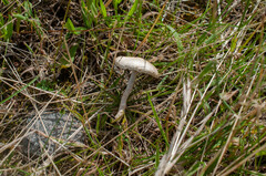 Agrocybe molesta