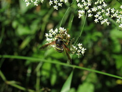 Spilomyia diophthalma