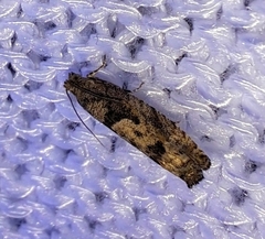 Pseudexentera hodsoni