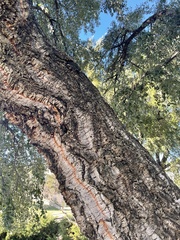 Quercus suber