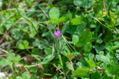 Agrostemma githago