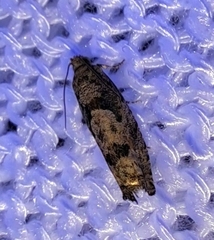 Pseudexentera hodsoni