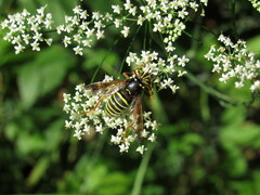 Spilomyia diophthalma