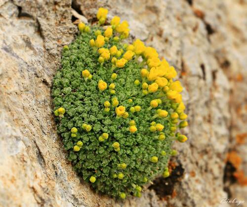 Draba cappadocica