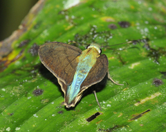 Astraptes latimargo