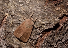 Orthosia cypriaca