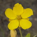 Two-Leaved Senna - Photo (c) Alex Abair, some rights reserved (CC BY-NC), uploaded by Alex Abair