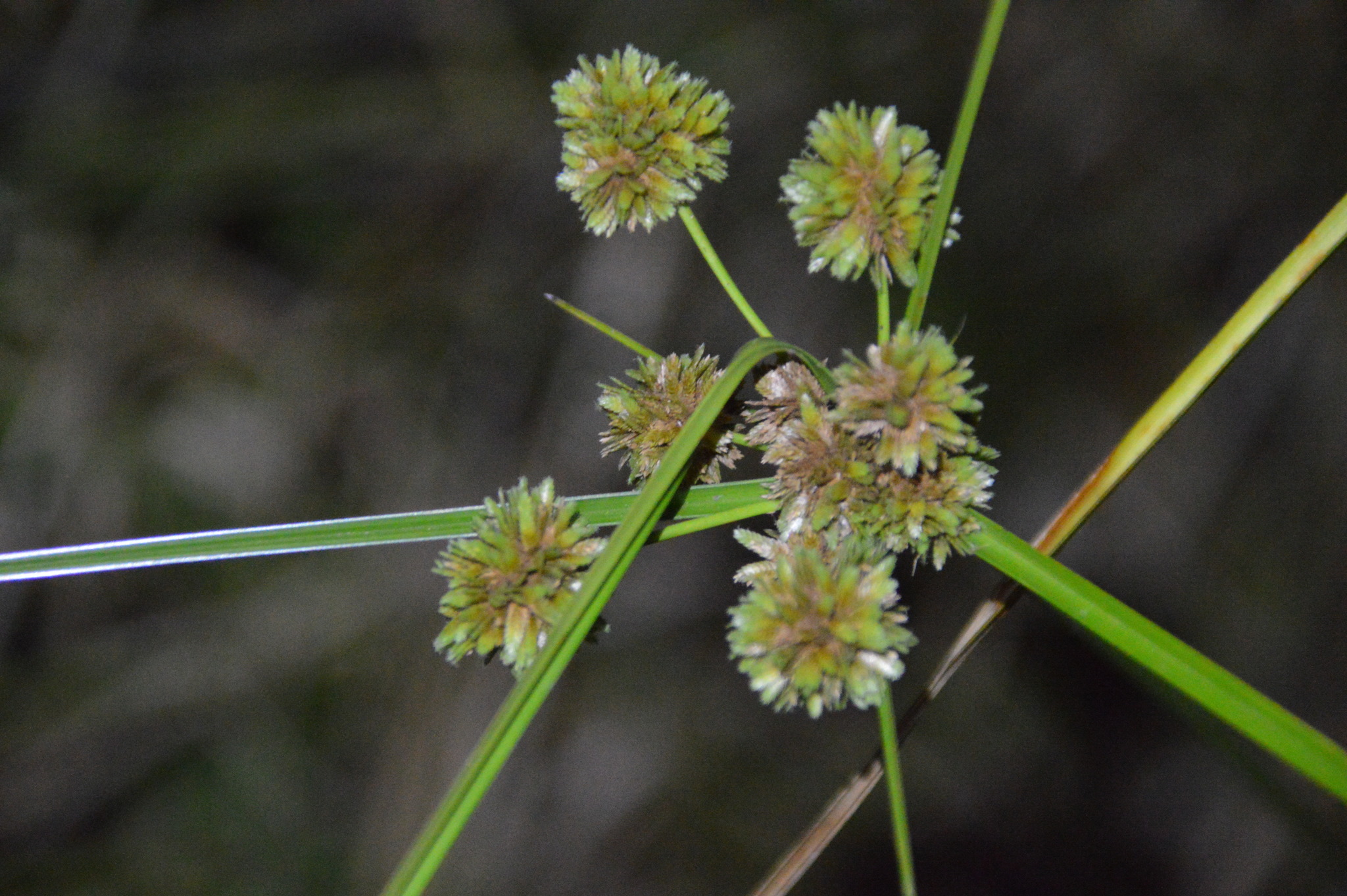 Cyperus entrerianus