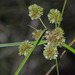 Deep-Rooted Sedge - Photo (c) Dan Johnson, some rights reserved (CC BY-NC), uploaded by Dan Johnson